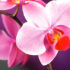 5 Motivi per regalare un’Orchidea